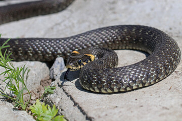 Grass snake on the garden path. Not a poisonous snake.