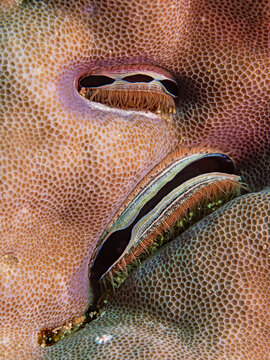 Iridescent Scallop, Kammmuschel (Pedum spondyloideum)
