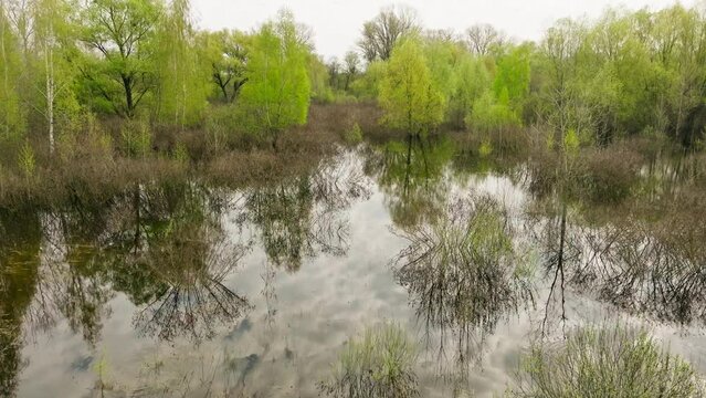 River lake swamp water forest spring nature park tree green