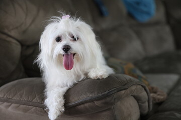 Model Maltese Female Dog on couch 