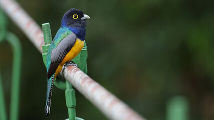Gartered trogon, colorful tropical bird of Costa Rica
