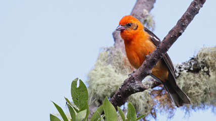 Male Flame-colored tanager, bird of Costa Rica - obrazy, fototapety, plakaty