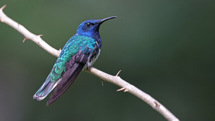 Perched White-necked jacobin, Costa Rica