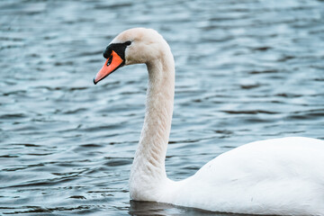 Close-up of a swan on lake