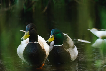 Two ducks hiding behind some grasses while being photographed