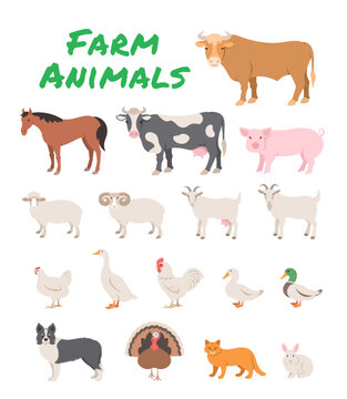 Domestic farm animals flat illustration. Cartoon infographics of large and small cattle, fowl, horse, pig, turkey, rabbit and other pets. Educational clip art of livestock, male and female species