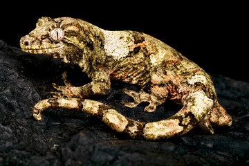 New Caledonian Mossy gecko (Mniarogekko chahoua)
