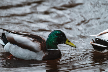 Male duck swimming on the water