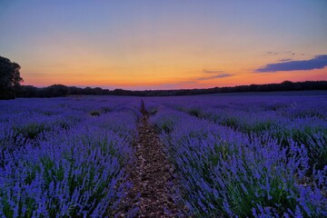 Fototapeta na wymiar Lavender fields in bloom
