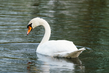 Close-up of a swan on lake