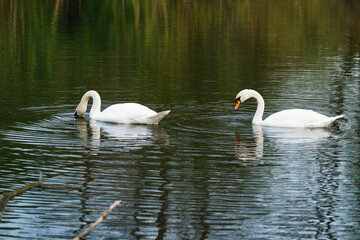 Close-up of two swans on lake