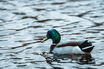Male duck on the water with stunning green feathers on the head