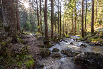Waldweg neben einem Fluss durch den Wald