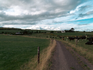 Fototapeta na wymiar A narrow country road between two farm fields in Ireland in summer. A herd of cows grazing on a green farm pasture. Rustic landscape, cloudy sky. cows on green grass field