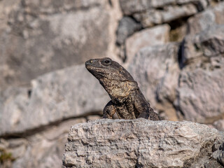 Big lizard on the rock