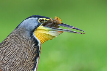 Bare-throated Tiger-Heron at the local pond fishing