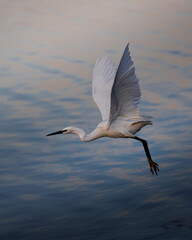 heron in flight
