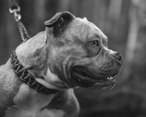 american staffordshire terrier