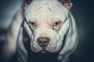 portrait of a dog