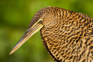 Bare-throated Tiger-Heron at the local pond fishing