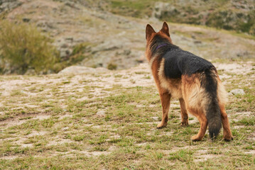 Dog standing alert facing forward, wearing collar, seen from the back, in a natural environment, outdoors. Image with no people and copy space.