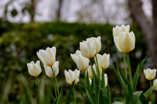 White tulips in my garden. Beautiful white tulips in my garden in early springtime.