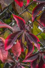 Red - burgundy sharp leaves hang on an old fence close-up