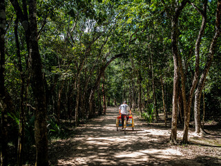 Fototapeta premium Cabbie on a bicycle in the jungle