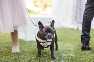 Un Bulldog Francese al guinzaglio  in un prato verde
