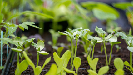 germinated plants in the greenhouse