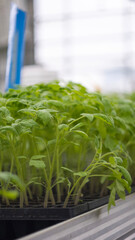 tomato plants growing in the greenhouse