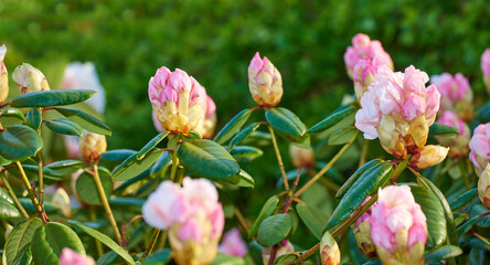 Rhododendron is a genus of 1,024 species of woody plants in the heath family, either evergreen or...
