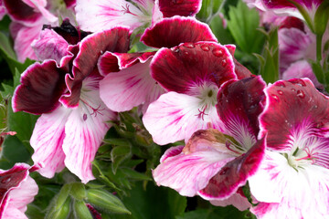 Regal Pelargonium (Pelargonium Grandiflorum)