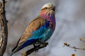Lilac Breasted Roller