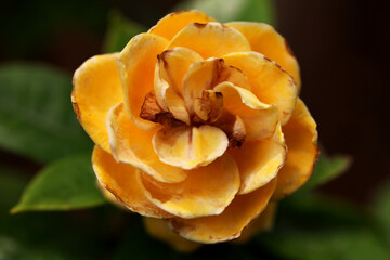 Yellow Gardenia (Cape Jasmine)