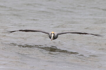Brown pelican skimming the surf. 