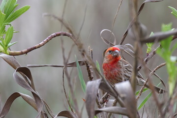 Red male finch in the dune bushes. 