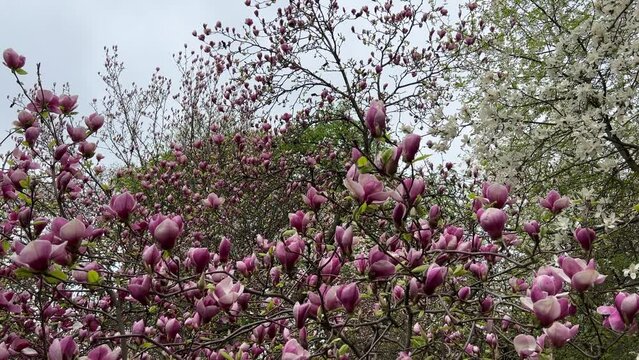 Pink magnolia  flowers tree in bloom.