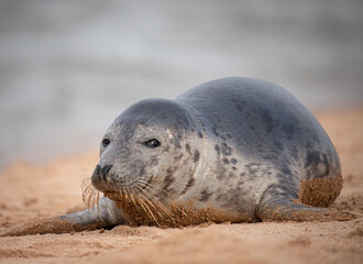 Naklejka premium Young seal on the beach