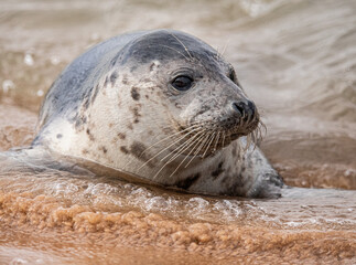 Naklejka premium Young seal on the beach