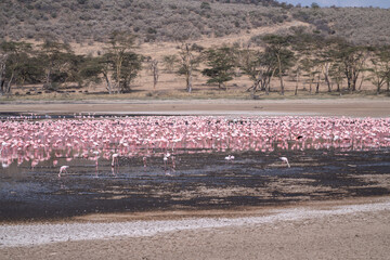 Fototapeta premium Scene of pink flamingos eating algae - Lake Nakuru National Park Kenya Africa