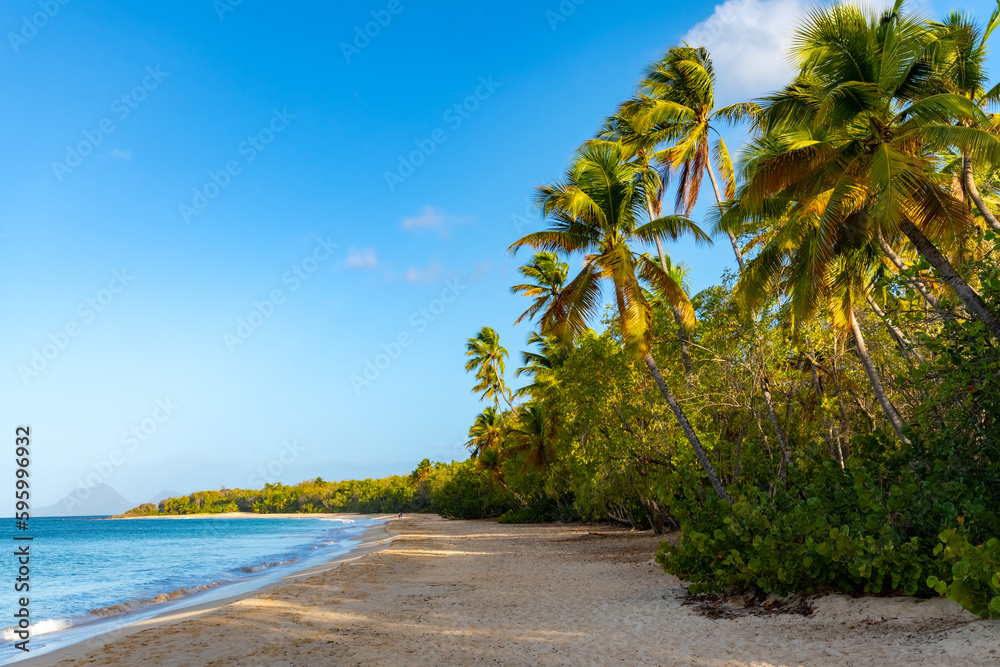 Wall mural “grand anse des salines“ is a popular beach on tropical island martinique in the caribbean sea. whit