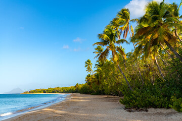 “Grand Anse des Salines“ is a popular beach on tropical island Martinique in the Caribbean sea. White sandy beach with palm trees, turquoise water and surf near Saint Anne in french holiday paradise.