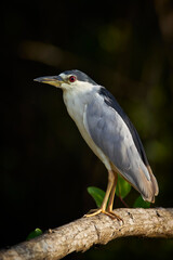 Black-crowned Night-Heron