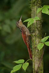 Black-striped Woodcreeper