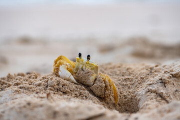 The Atlantic ghost crab (Ocypode quadrata) lives in burrows in sand above the strandline. Macro...