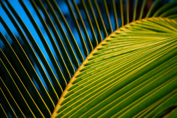 Colorful bright green and yellow structures of a bent frond of a tropical palm tree. Leaf on a...