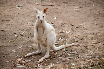 the albino kangaroo is looking for food