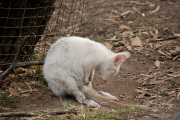 Obraz premium the albino is resting on a wire fence