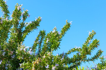 Rosemary in bloom, floral background